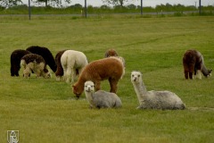 DSC_4208_rancho_kmiec_2022
