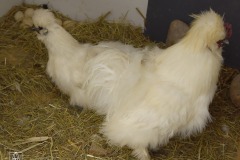 DSC_4230_rancho_kmiec_2022