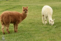 DSC_4258_rancho_kmiec_2022