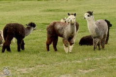 DSC_4273_rancho_kmiec_2022