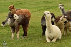 DSC_4274_rancho_kmiec_2022
