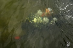 DSC_4052_anquilla_10_2022