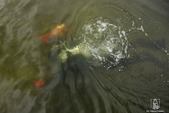 DSC_4056_anquilla_10_2022