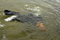 DSC_4081_anquilla_10_2022