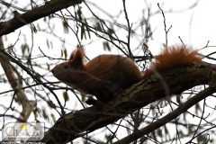 DSC_9068_bieg_03_2019