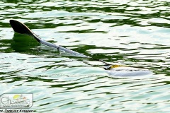 DSC_4253_kajak_polo_07_2019