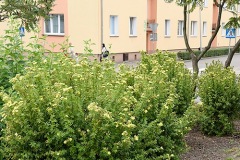 DSC_2730_zielen2019