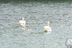 DSC_4915_zawody_dzieci_odon_2019